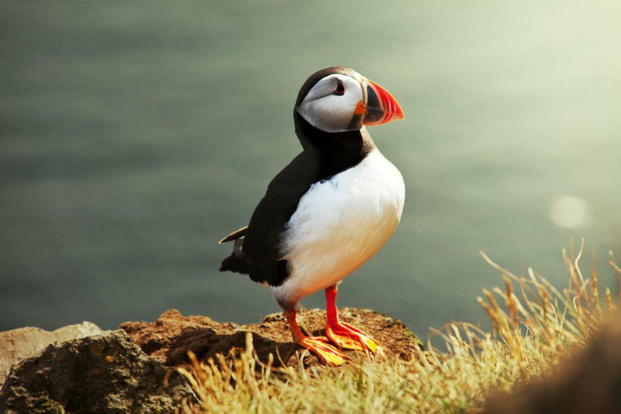 The Puffin Baltimore Exteriör bild